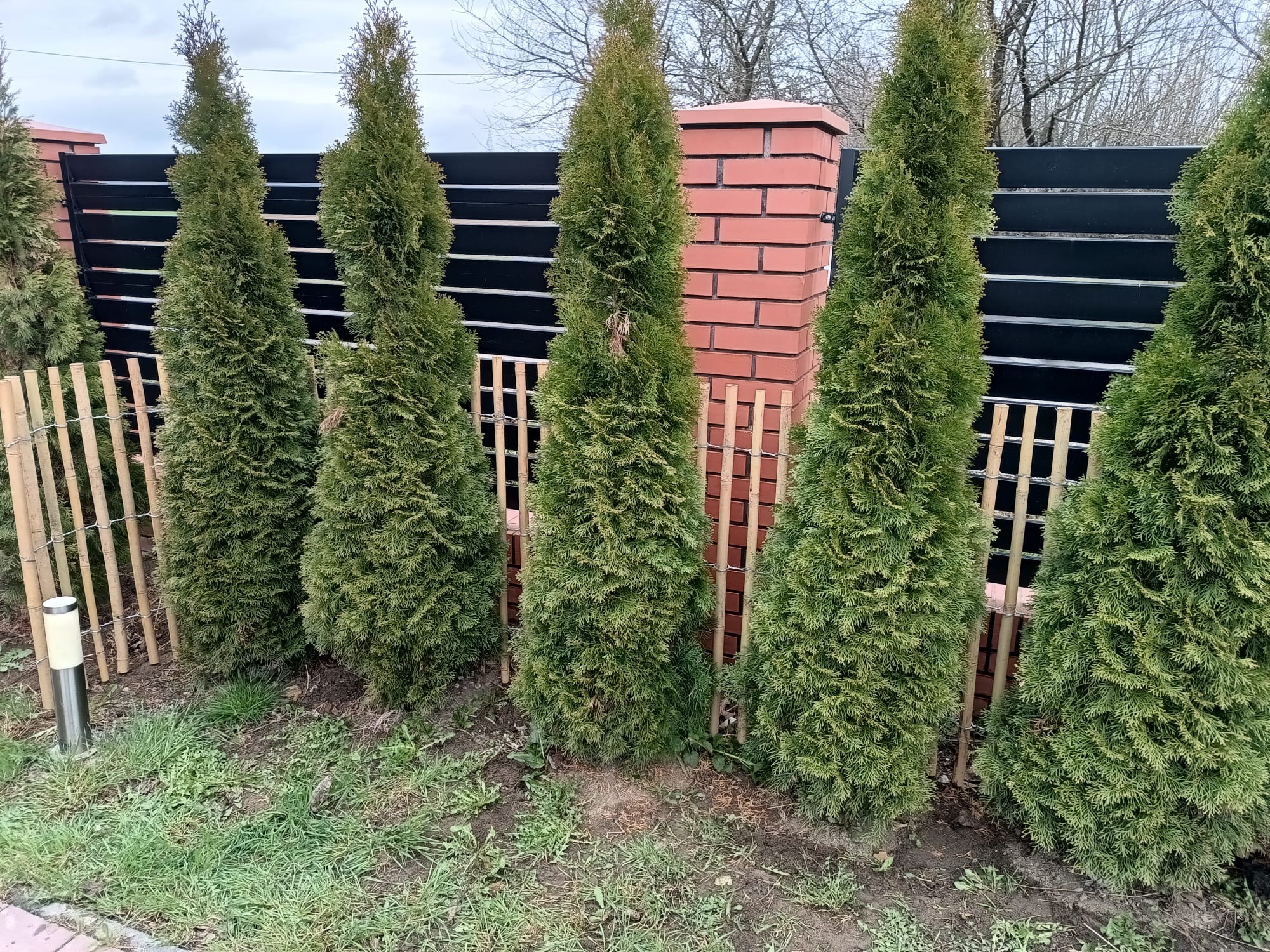 produkt pierwszy w ogrodzeniach z wikliny i leszczyny